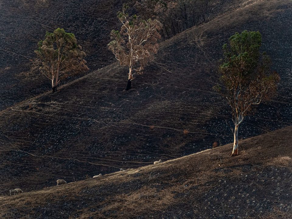 Scorched grazing ground