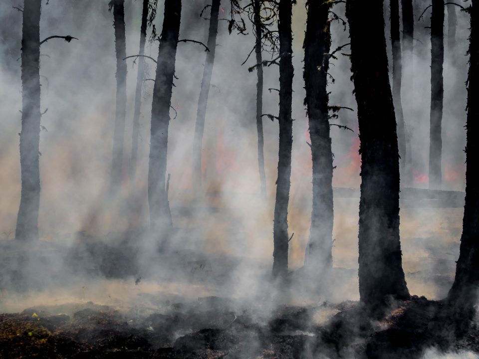 Charred trees in a scorched bushland with smoke bearing through their stands.